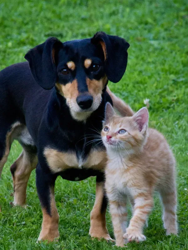 DISFRUTA A TU MASCOTA